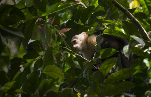 Smithsonian Tropical Research Institute (STRI)